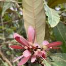 Image of Lophopterys floribunda W. R. Anderson & C. Davis