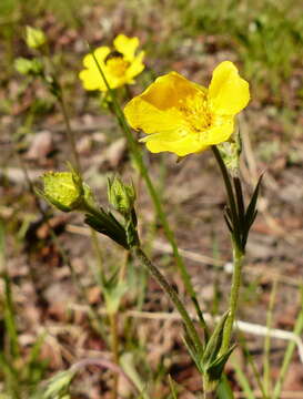 Imagem de Potentilla diversifolia var. ranunculus (Lange) Boivin