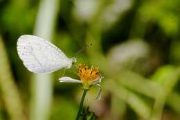 Image of <i>Leptosia nina niobe</i>