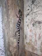 Image of Marbled Bow-fingered Gecko