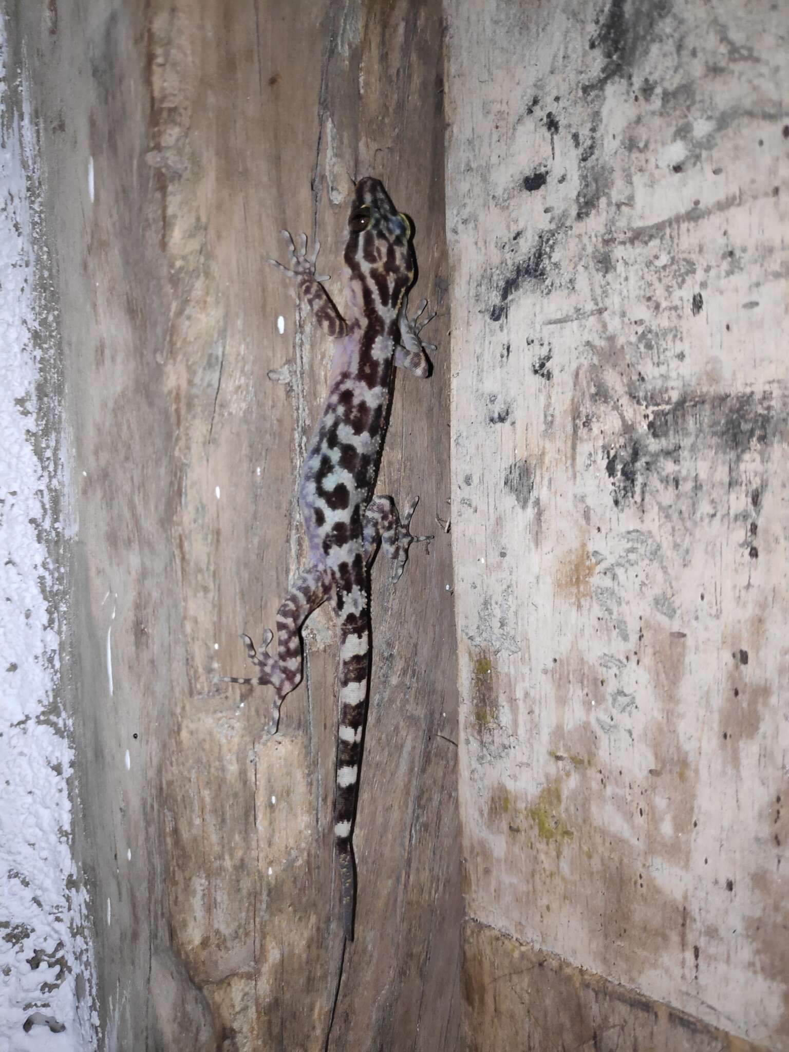 Image of Marbled Bow-fingered Gecko