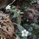 Image of Nama origanifolium Kunth