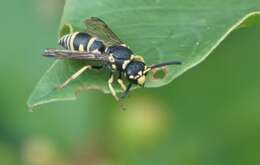 Image of Parancistrocerus leionotus (Viereck 1906)