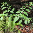 Image de Calliphysalis carpenteri (Riddell) Whitson