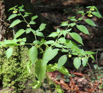 Calliphysalis resmi