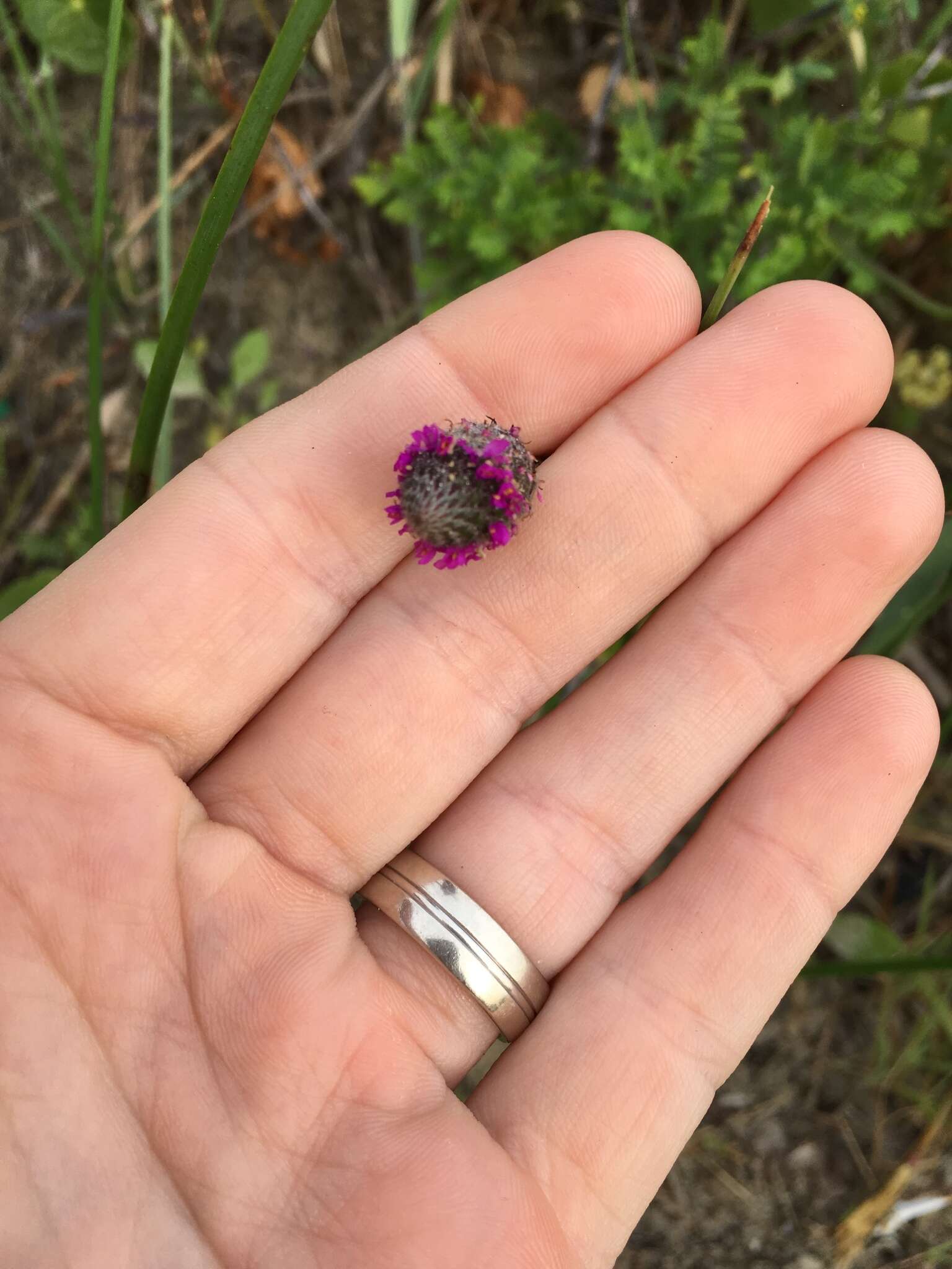 Sivun Dalea emarginata (Torr. & A. Gray) Shinners kuva