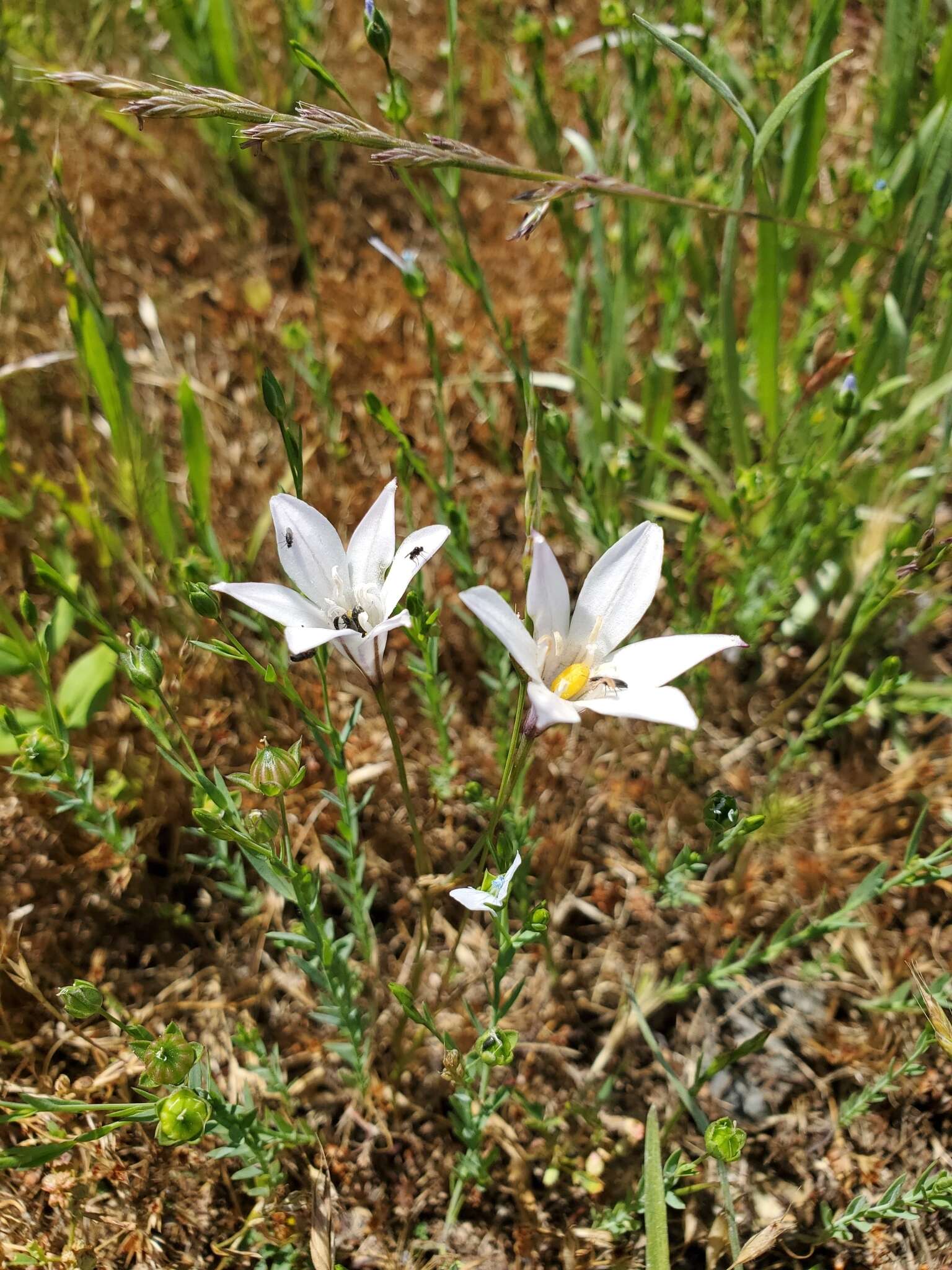 Image of long-ray brodiaea