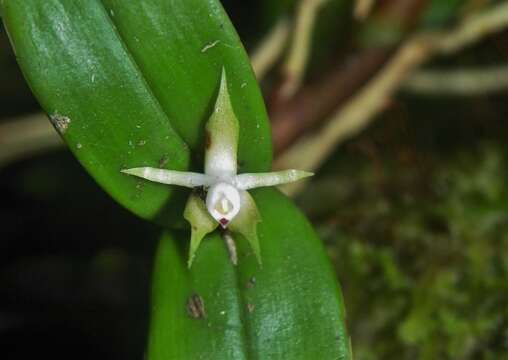 Imagem de Prosthechea pygmaea (Hook.) W. E. Higgins