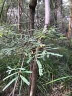 Image de Acacia pentadenia Lindl.