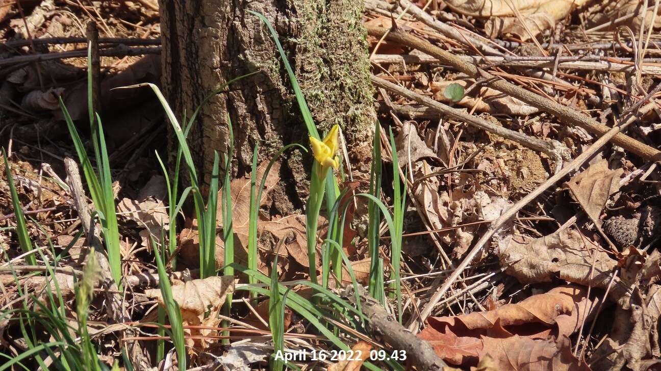 Sivun Iris minutoaurea Makino kuva