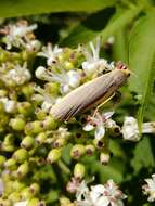 Image of common footman