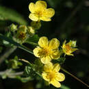 Image of bigflower cinquefoil