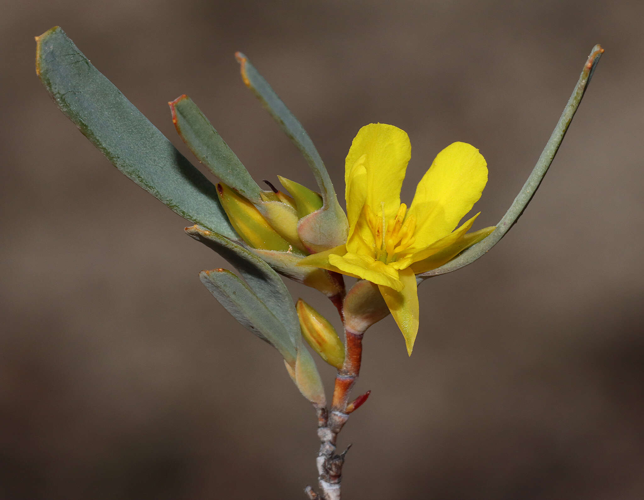 Image de Hibbertia subvaginata (Steudel) F. Müll.