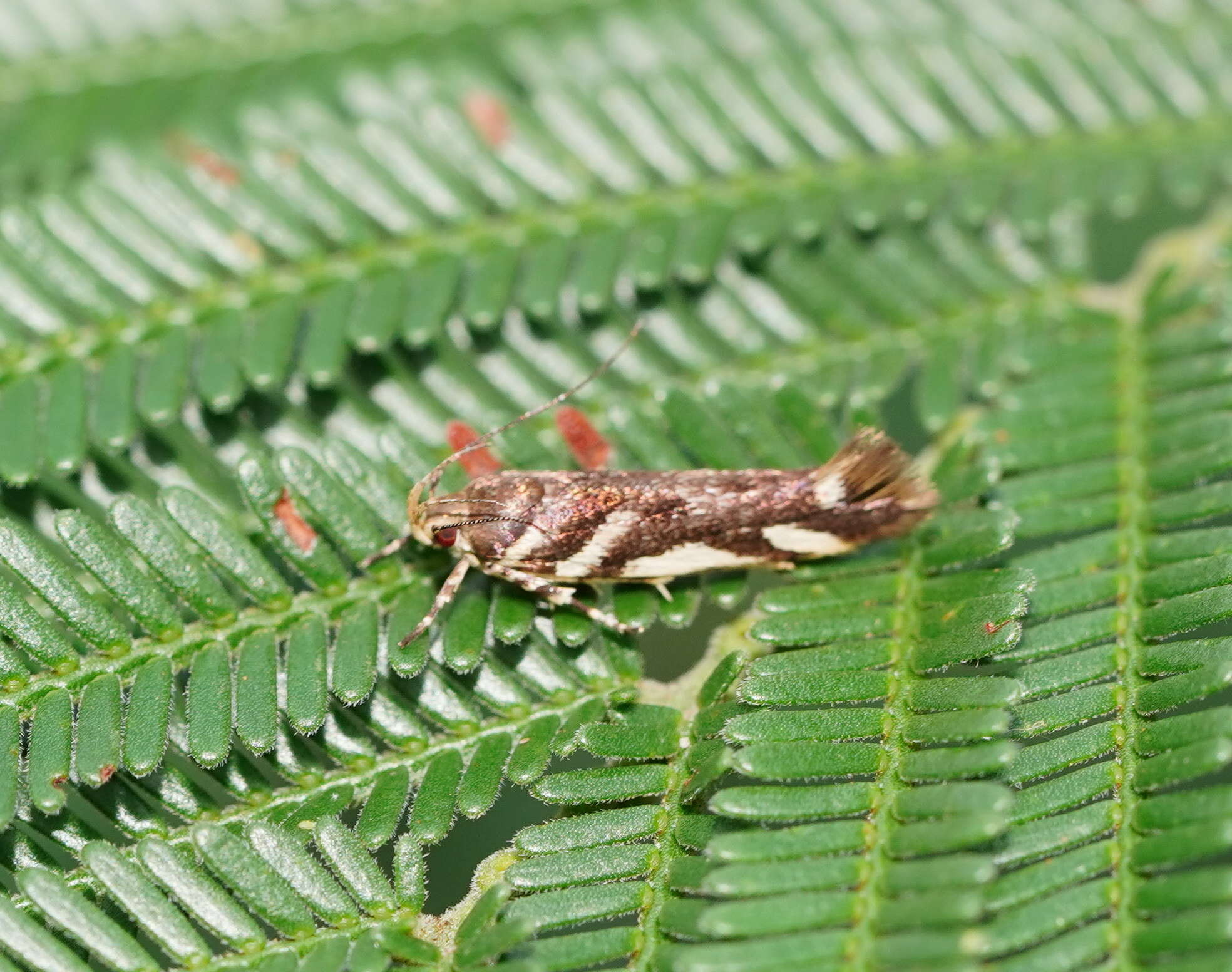 Image of Macrobathra heminephela Meyrick 1886