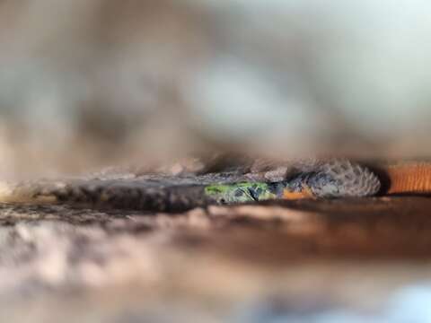 Image of Lebombo flat lizard