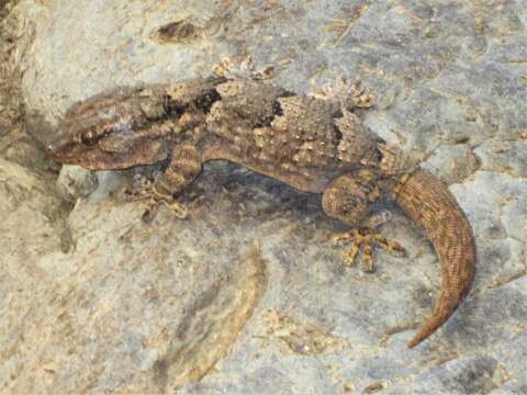 Image of African Wall Gecko