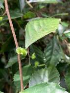 Image de Acalypha siamensis Oliv. ex Gage