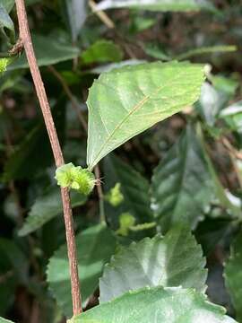 Image de Acalypha siamensis Oliv. ex Gage