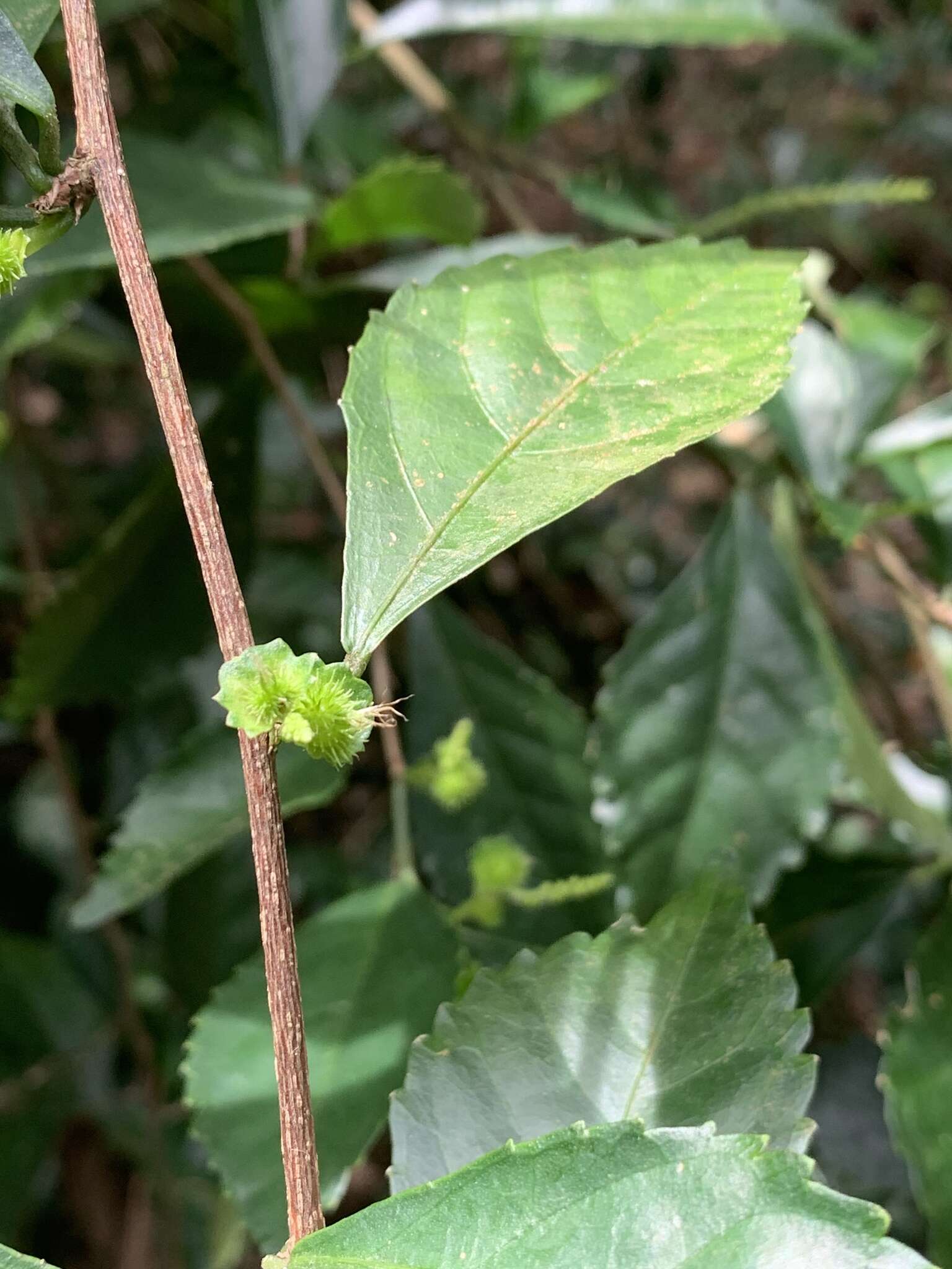 Image de Acalypha siamensis Oliv. ex Gage