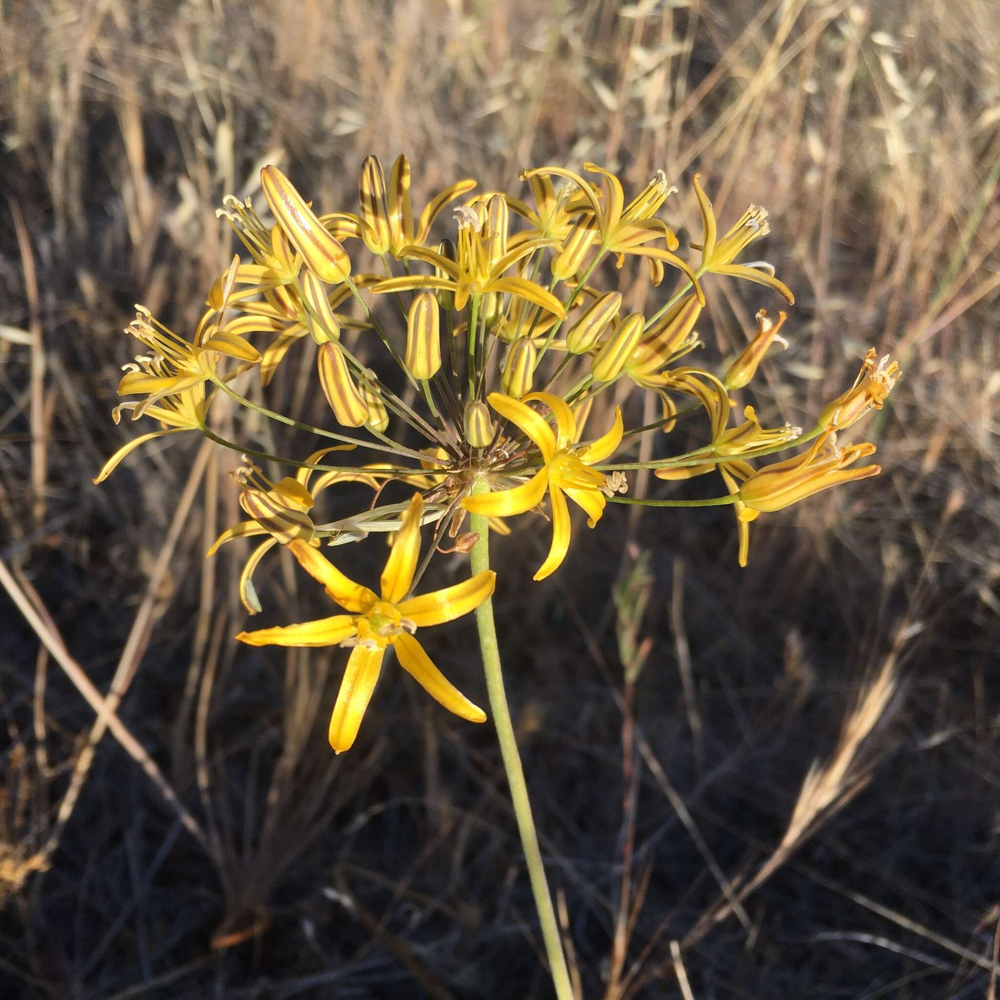 Слика од Bloomeria crocea var. aurea (Kellogg) Ingram