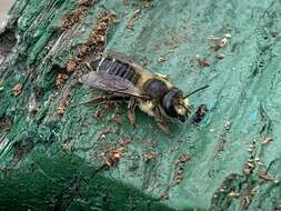 Image of Frigid Leaf-cutter Bee