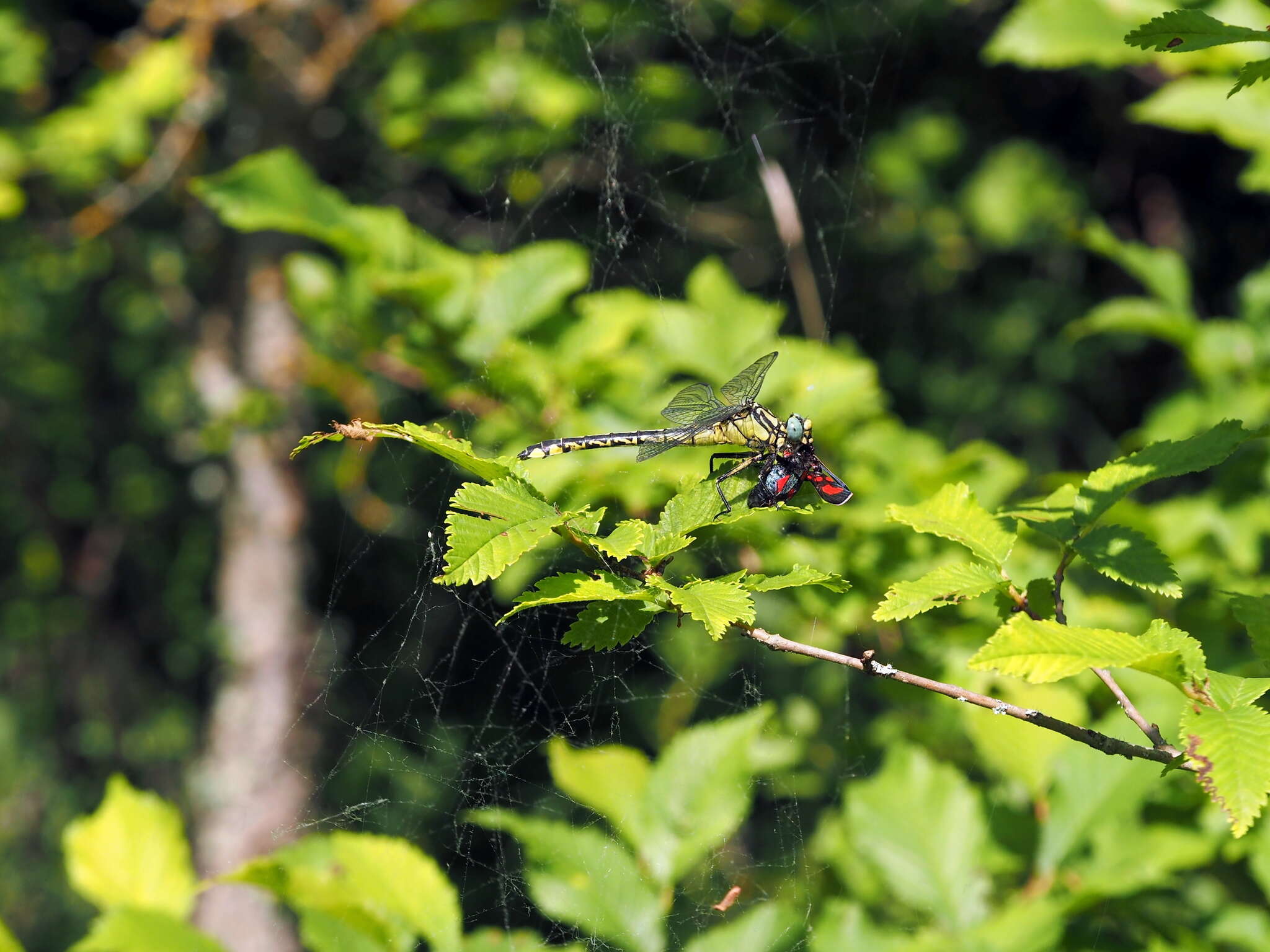 Image of Turkish Clubtail