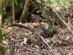 Image of lyrebirds