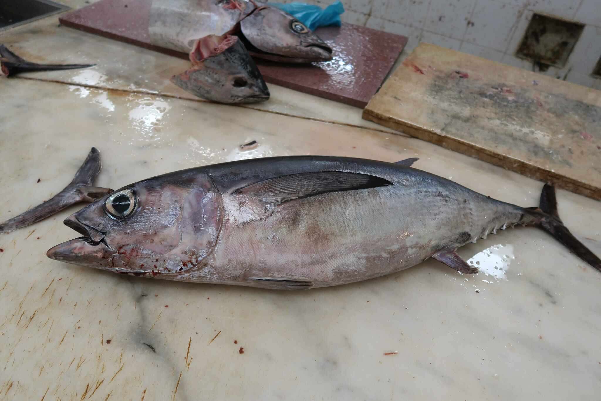 Image of Albacore Fish