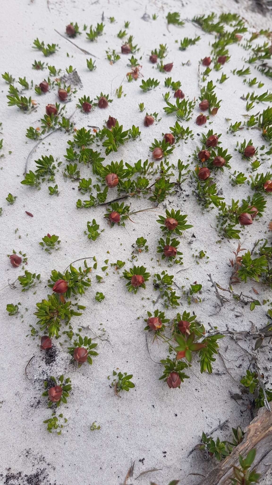 Image of Hibbertia procumbens (Labill.) DC.