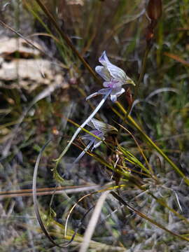 Image of Disa multifida Lindl.