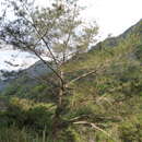 Sivun Pinus taiwanensis var. fragilissima (Businský) Farjon kuva