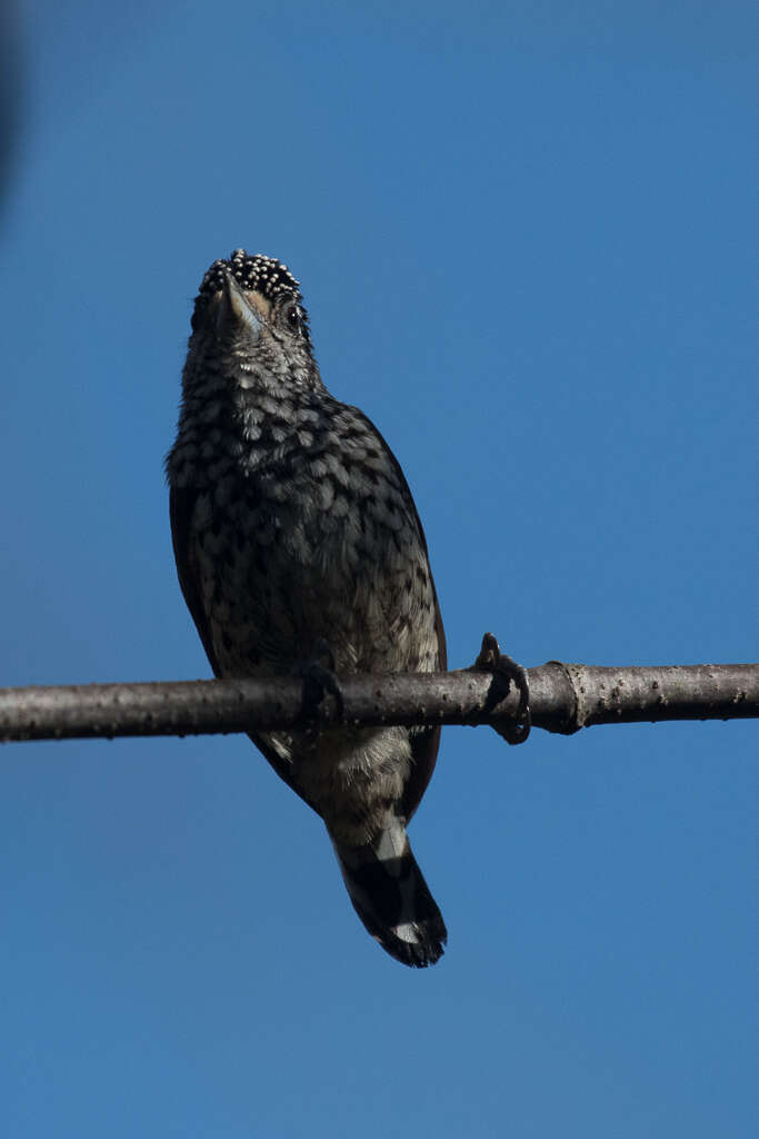 Слика од Picumnus albosquamatus d'Orbigny 1840