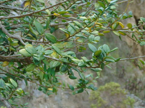 Image of Griselinia carlomunozii M. O. Dillon & M. Muñoz-Schick