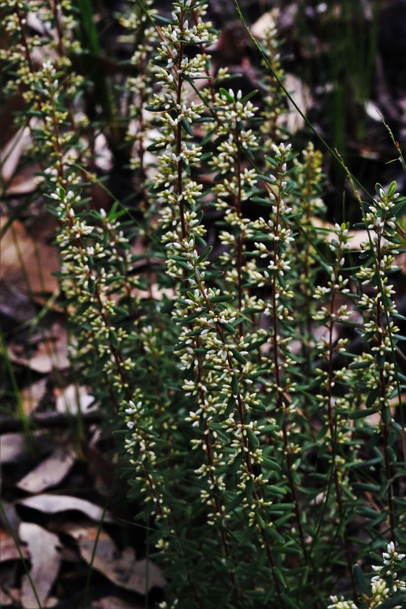 Image of Agiortia pedicellata (C. T. White) Quinn