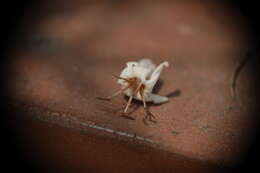 Image of Ehretia resinosa Hance