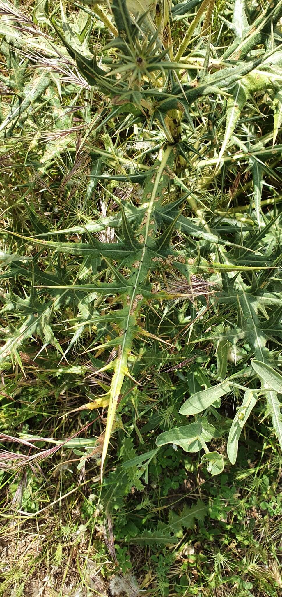 Image de Echinops bovei Boiss.