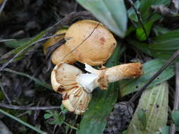 Imagem de Pholiota lucifera (Lasch) Quél. 1872