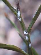 Image of Willow scale