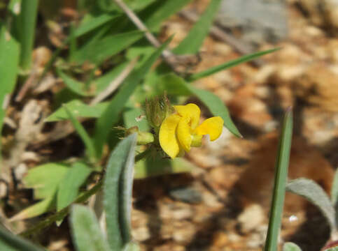 Слика од Vigna aconitifolia (Jacq.) Marechal