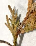 Image of American thuja shoot moth