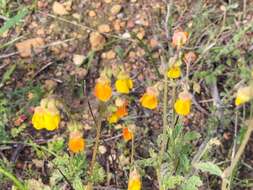 Image of Hermannia multiflora Jacq.