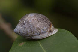 Image of Pythiinae