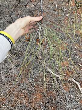 Image of Bootlace oak