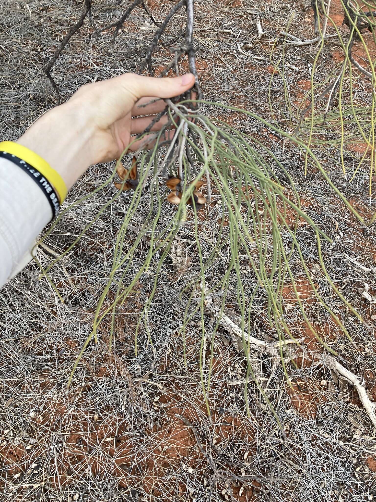 Image de Hakea lorea (R. Br.) R. Br.