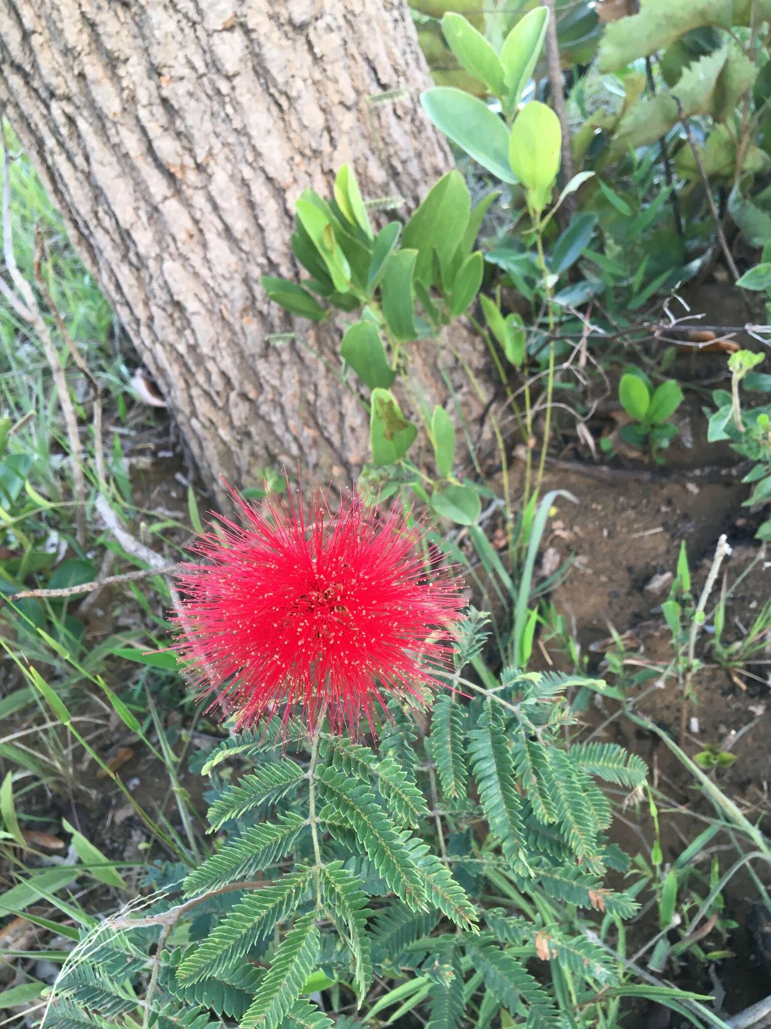 Calliandra dysantha Benth.的圖片