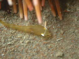 Image of Hector's clingfish
