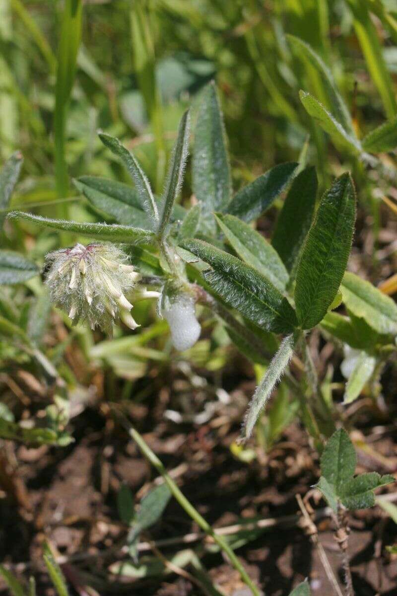 Image of woollyhead clover