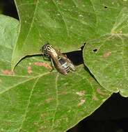 Polybia liliacea (Fabricius 1804)的圖片