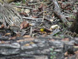 Geothlypis formosa (Wilson & A 1811) resmi