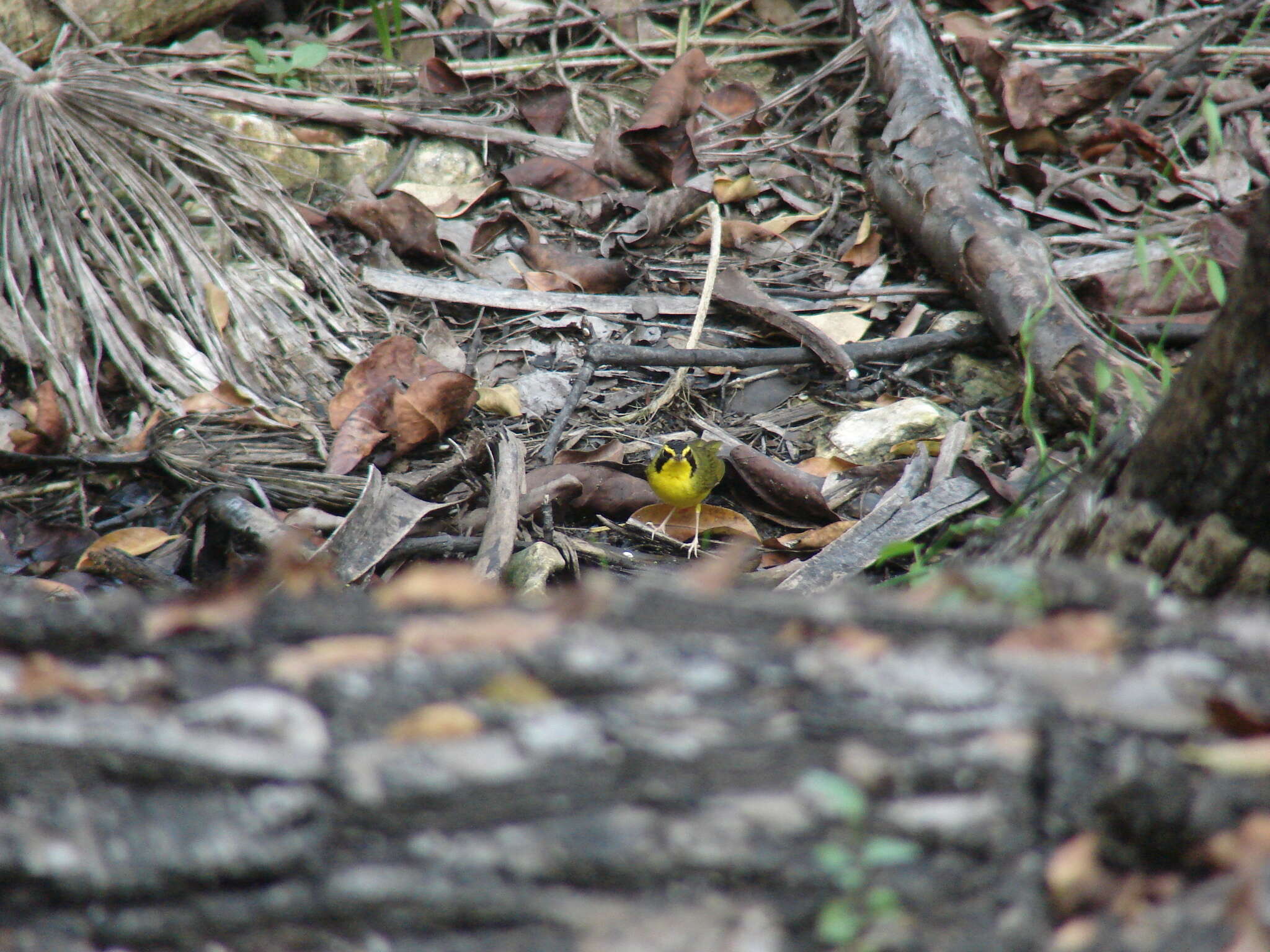 Geothlypis formosa (Wilson & A 1811) resmi